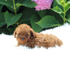 AKC Registered Mini Poodle For Sale Millersburg OH Male-Elvis