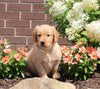AKC Registered Golden Retriever For Sale AppleCreek OH Female-Sandy
