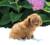 AKC Registered Mini Poodle For Sale Millersburg OH Male-Legend
