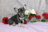 AKC Registered French Bulldog For Sale Wooster OH Female-Zephyr