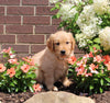AKC Registered Golden Retriever For Sale AppleCreek OH Female-Sandy