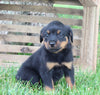 AKC Rottweiler For Sale Fredericksburg OH Female-Rose