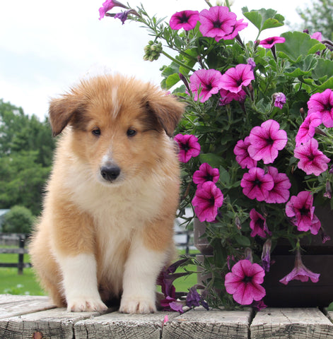 Collie Lassie For Sale Fredericksburg OH Male-Wade