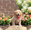 AKC Registered Golden Retriever For Sale AppleCreek OH Female-Sky