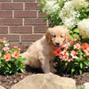 AKC Registered Golden Retriever For Sale AppleCreek OH Female-Sky