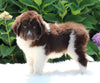 AKC Registered Newfoundland For Sale Millersburg OH Male-Rambo