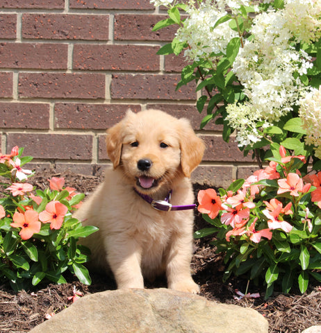 AKC Registered Golden Retriever For Sale AppleCreek OH Female-Juno