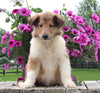 Collie Lassie For Sale Fredericksburg OH Male-Waylon