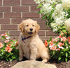 AKC Registered Golden Retriever For Sale AppleCreek OH Female-Juno