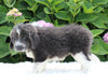 AKC Registered Newfoundland For Sale Millersburg OH Female-Roxie