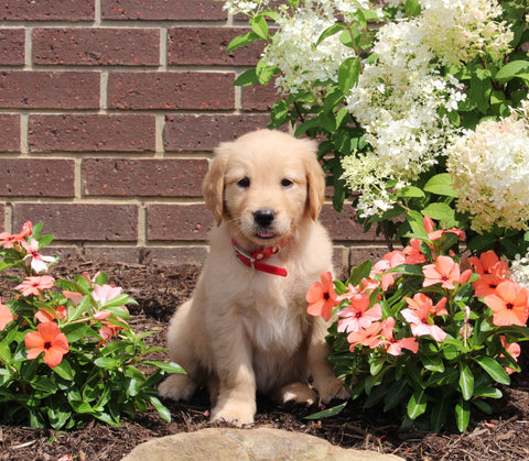 AKC Registered Golden Retriever For Sale AppleCreek OH Female-Bella