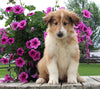Collie Lassie For Sale Fredericksburg OH Female-Whitney