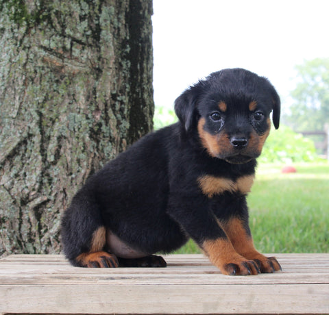 AKC Rottweiler For Sale Fredericksburg OH Female-Roxy