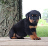 AKC Rottweiler For Sale Fredericksburg OH Female-Roxy