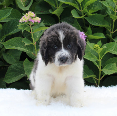 AKC Registered Newfoundland For Sale Millersburg OH Female-Ruby