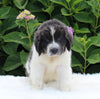 AKC Registered Newfoundland For Sale Millersburg OH Female-Ruby