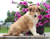 Collie Lassie For Sale Fredericksburg OH Female-Whitney