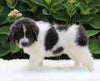 AKC Registered Newfoundland For Sale Millersburg OH Female-Ruby