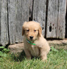 AKC Registered Golden Retriever For Sale AppleCreek OH Male-Rocky