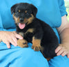 AKC Rottweiler For Sale Fredericksburg OH Male-Ranger