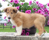 Collie Lassie For Sale Fredericksburg OH Male-Wheeler
