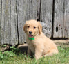 AKC Registered Golden Retriever For Sale AppleCreek OH Male-Rocky