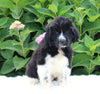 AKC Registered Newfoundland For Sale Millersburg OH Female-Rachel
