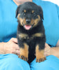 AKC Rottweiler For Sale Fredericksburg OH Male-Ranger