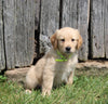 AKC Registered Golden Retriever For Sale AppleCreek OH Female-Carli
