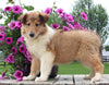 Collie Lassie For Sale Fredericksburg OH Female-Winona