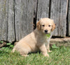 AKC Registered Golden Retriever For Sale AppleCreek OH Female-Carli