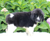 AKC Registered Newfoundland For Sale Millersburg OH Female-Rachel