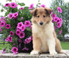 Collie Lassie For Sale Fredericksburg OH Female-Winona