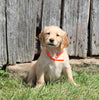 AKC Registered Golden Retriever For Sale AppleCreek OH Female-Mellow