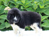 AKC Registered Newfoundland For Sale Millersburg OH Female-Rachel