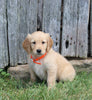 AKC Registered Golden Retriever For Sale AppleCreek OH Female-Mellow