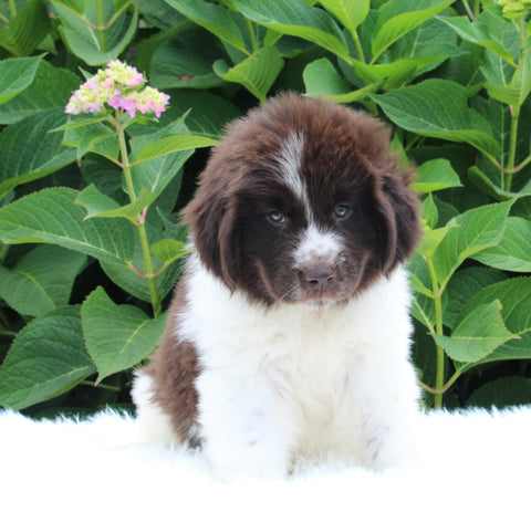 AKC Registered Newfoundland For Sale Millersburg OH Female-Rose