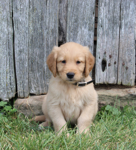 AKC Registered Golden Retriever For Sale AppleCreek OH Male-Jasper