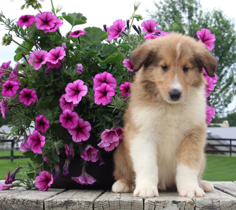 Collie Lassie For Sale Fredericksburg OH Male-Wesley