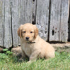 AKC Registered Golden Retriever For Sale AppleCreek OH Male-Jasper
