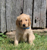 AKC Registered Golden Retriever For Sale AppleCreek OH Male-Chase