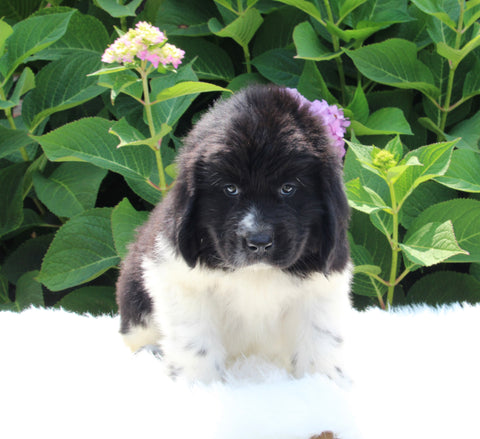 AKC Registered Newfoundland For Sale Millersburg OH Male-Ross