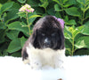 AKC Registered Newfoundland For Sale Millersburg OH Male-Ross