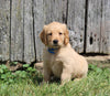 AKC Registered Golden Retriever For Sale AppleCreek OH Male-Chase