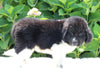 AKC Registered Newfoundland For Sale Millersburg OH Male-Ross
