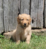 AKC Registered Golden Retriever For Sale AppleCreek OH Female-Zoey