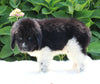AKC Registered Newfoundland For Sale Millersburg OH Male-Ross