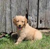 AKC Registered Golden Retriever For Sale AppleCreek OH Female-Zoey