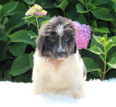 AKC Registered Newfoundland For Sale Millersburg OH Female-Reagan