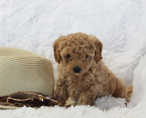 Mini Poodle For Sale AppleCreek OH Female-Cupcake